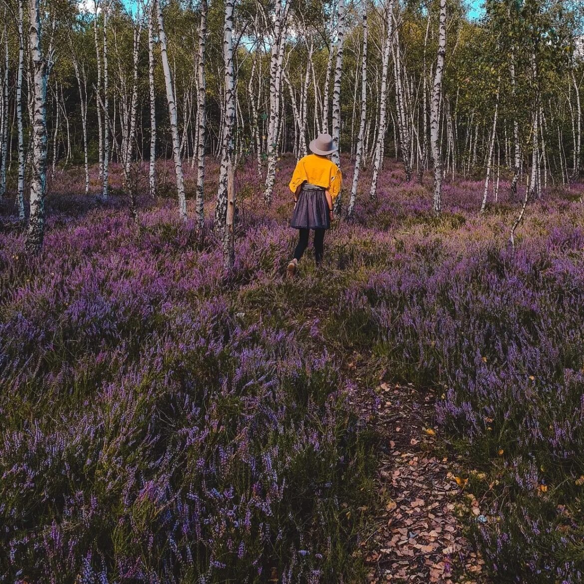 Wrzosowisko na Górze Lotników